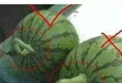 西瓜小视频,短视频时代的潮流盛宴