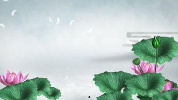 荷花视频,探寻自然之美，感受生命之韵